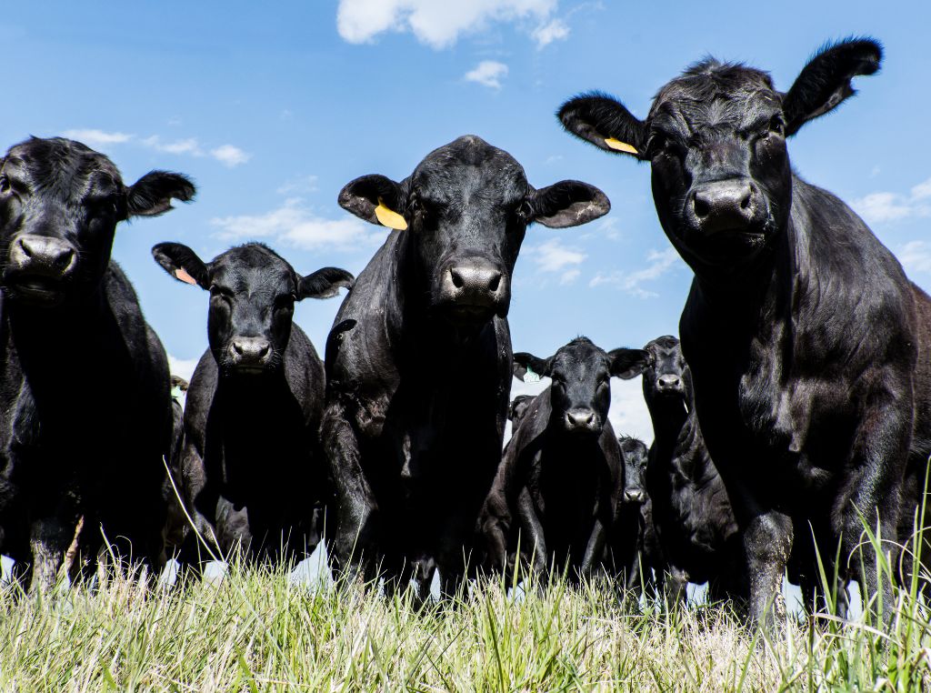 As raças de boi de corte são aquelas geneticamente selecionadas e criadas com foco principal na produção de carne de qualidade, com bom rendimento de carcaça, eficiência alimentar e ganho de peso. 